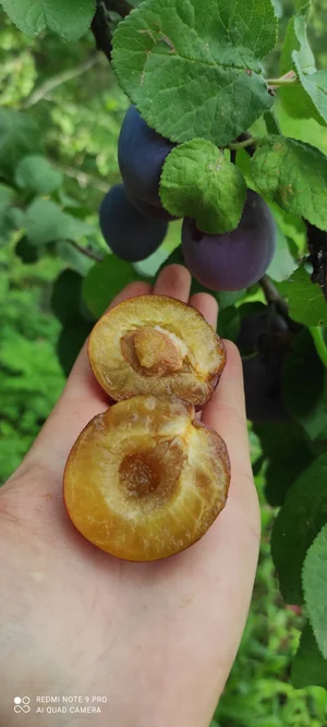 Картофель сорт Беллароза