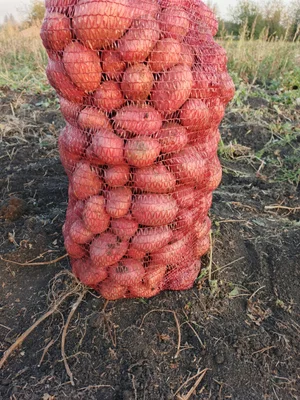 Картофель