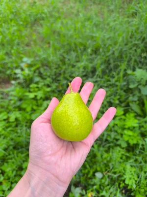 Груша