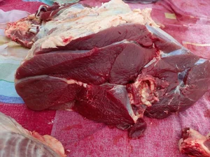 Телятина передок