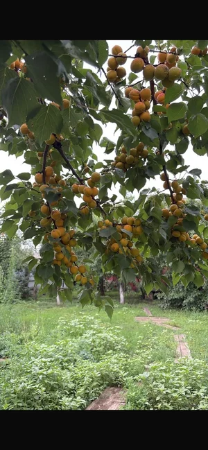 Абрикосы