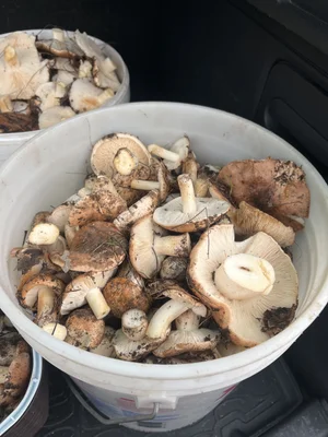 Рядовка тополевая