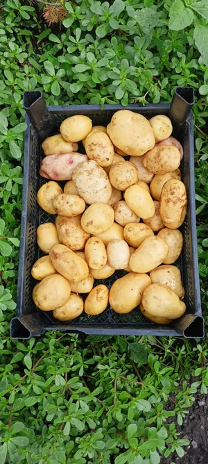 Картофель