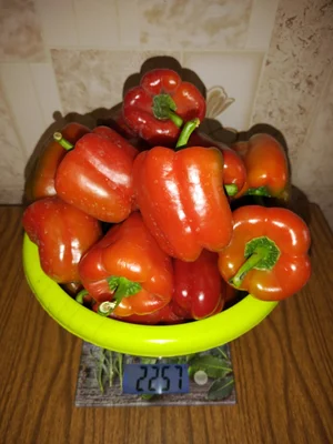 Лук