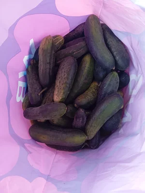 Огурцы
