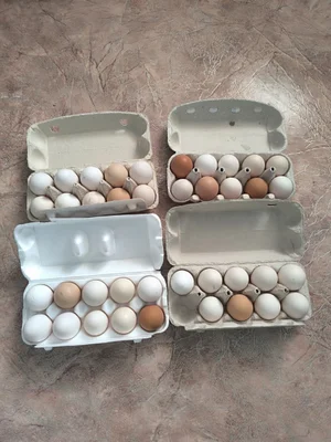 Яйцо куриное