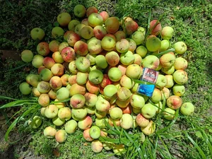 Грушовка московская (Скороспелка)