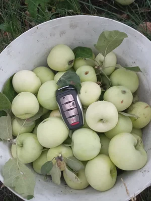 Яблоки