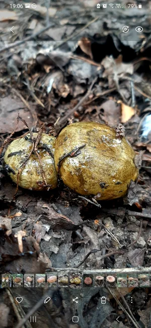 Грибы маринованные