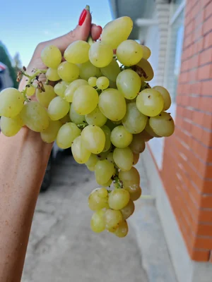 Виноград