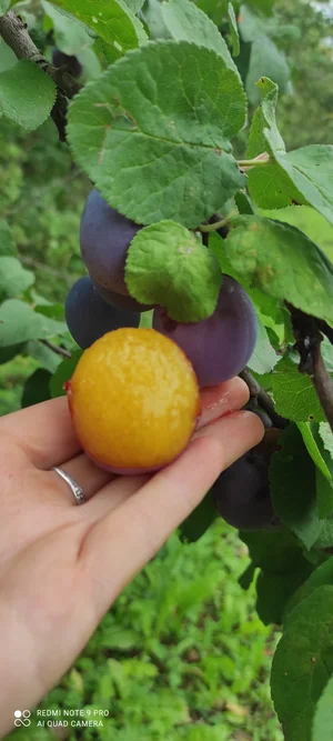 Картофель сорт Беллароза