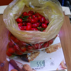 Шиповник