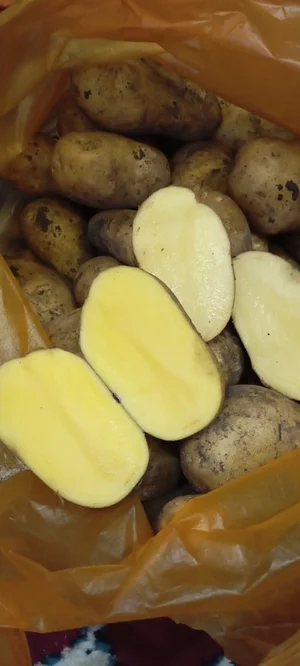 Картофель