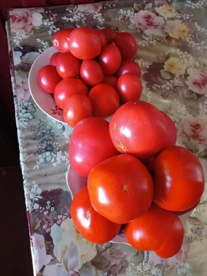Картошка