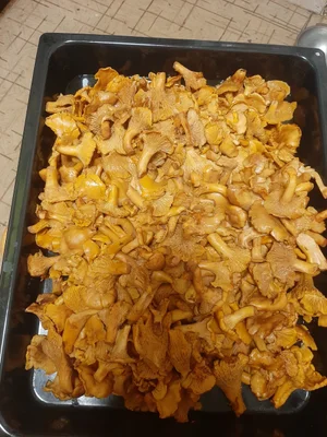 Лисички