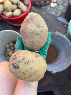 Картофель