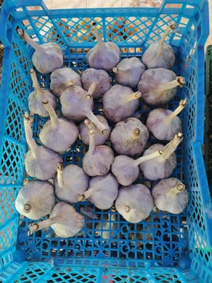 Лук