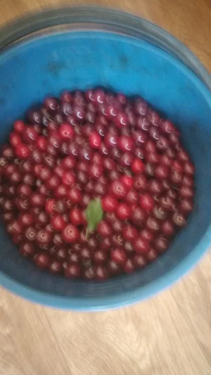 Вишня