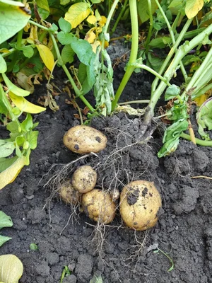 Картофель