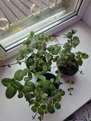 Мята "Дюшес"