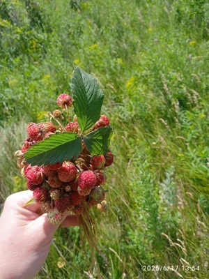 Земляника