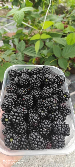 Картофель сорт Беллароза