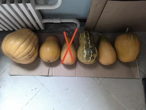 Капуста