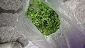 Помидоры розовые