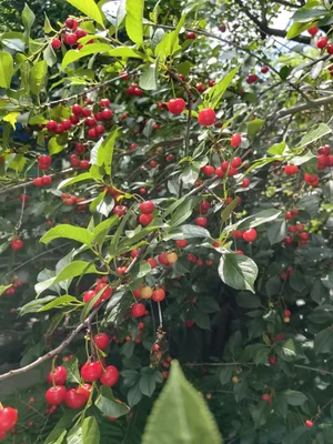 Вишня