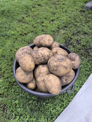 Картофель