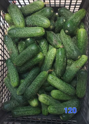Огурцы отборные