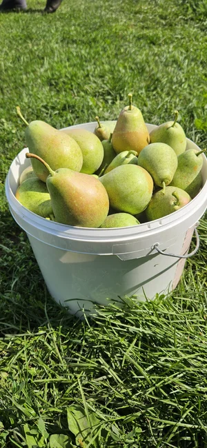 Картофель (смесь сортов)