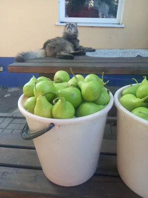 Груша