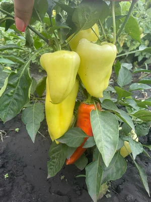 Болгарский перец