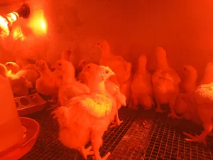 Бройлер Кобб 500, Подрощенные 21 день