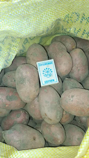 Картофель