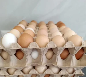 Тушёнка куриная без косточек