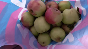 Яблоки