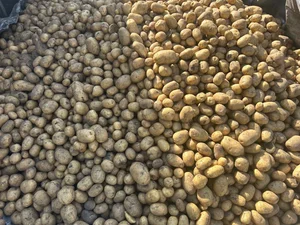 Картофель