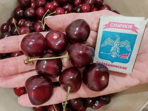 Черешня