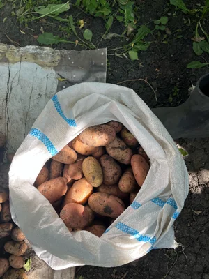 Картофель домашний