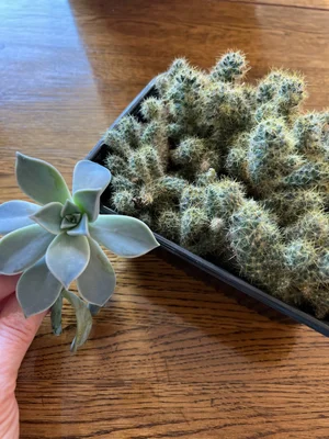 Герань ампельная