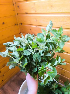 Яйцо куриное