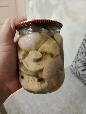 Грибы синяя ножка