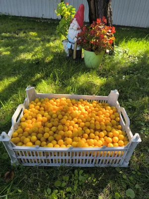Алыча желтая