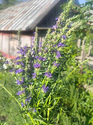 Лук с головкой
