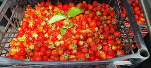 Клубничка