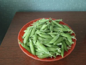 Кабачки