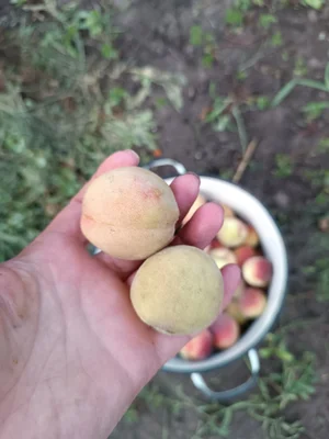 Персик