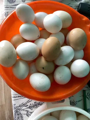 Сыр козий